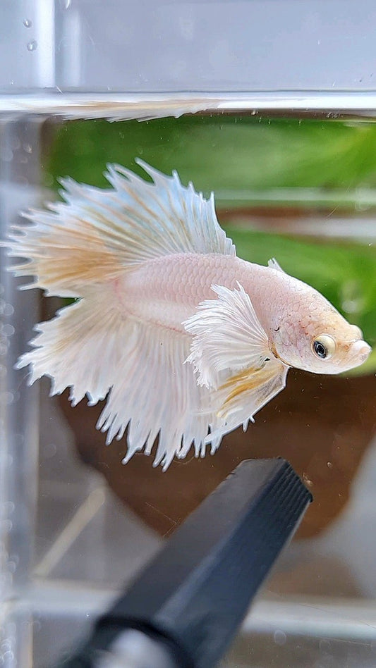 HALFMOON DOUBLE TAIL DUMBO EAR WHITE PLATINUM YELLOW WASH BETTA FISH