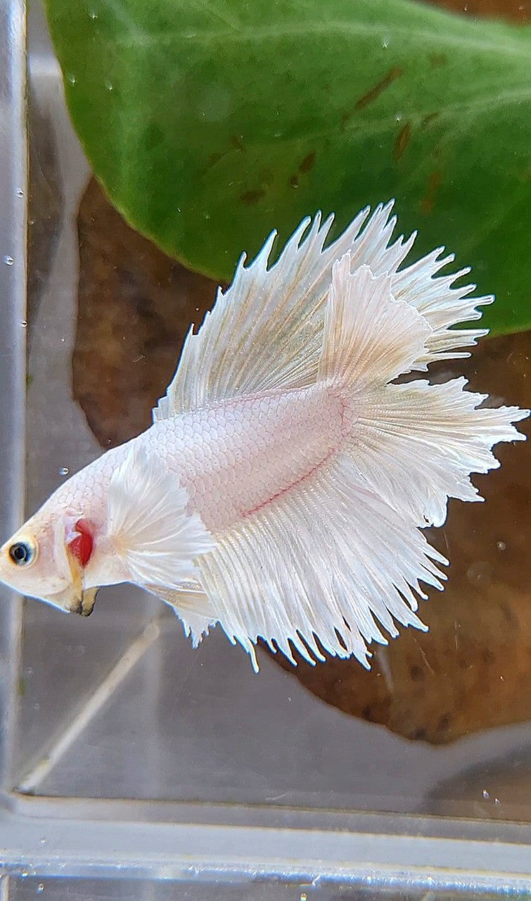 HALFMOON DOUBLE TAIL DUMBO EAR WHITE PLATINUM YELLOW WASH BETTA FISH