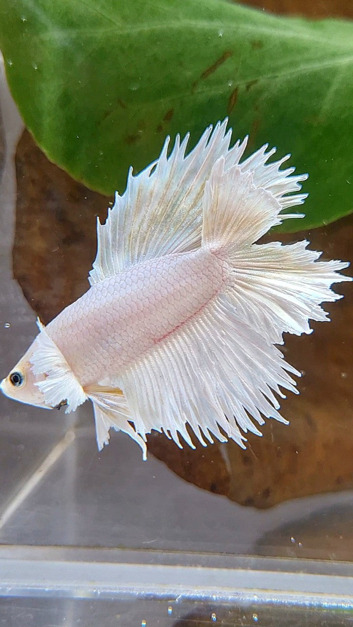 HALFMOON DOUBLE TAIL DUMBO EAR WHITE PLATINUM YELLOW WASH BETTA FISH