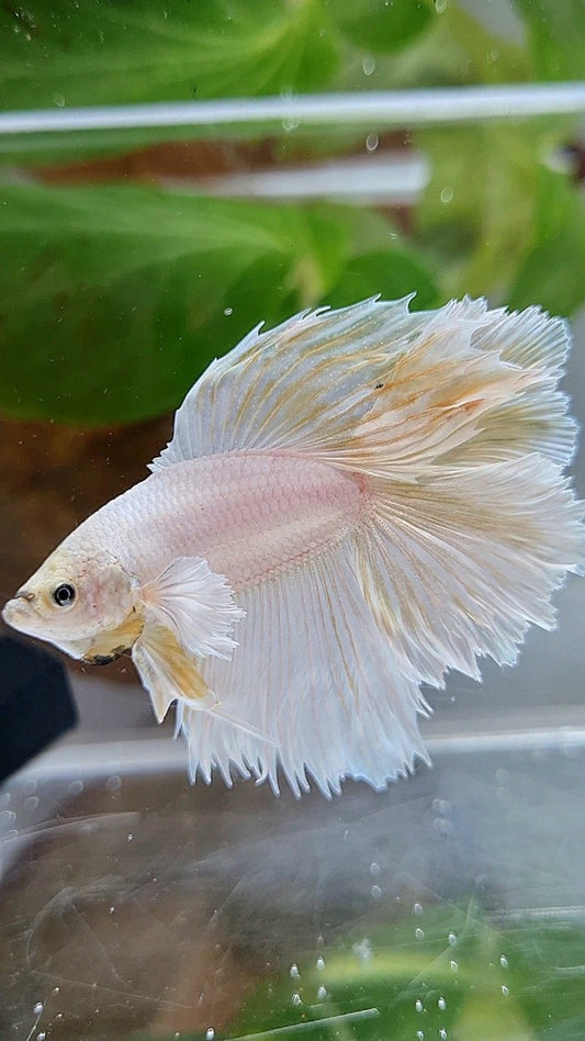 HALFMOON DOUBLE TAIL DUMBO EAR WHITE PLATINUM YELLOW WASH BETTA FISH