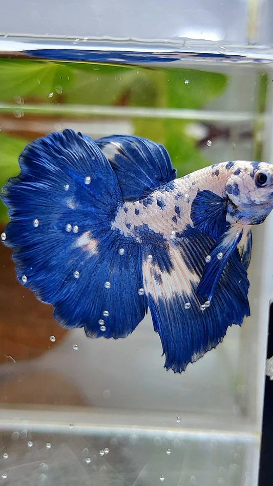 LUXURY HALFMOON ROSETAIL SUPER DOTS MARBLE BLUERIM BETTA FISH