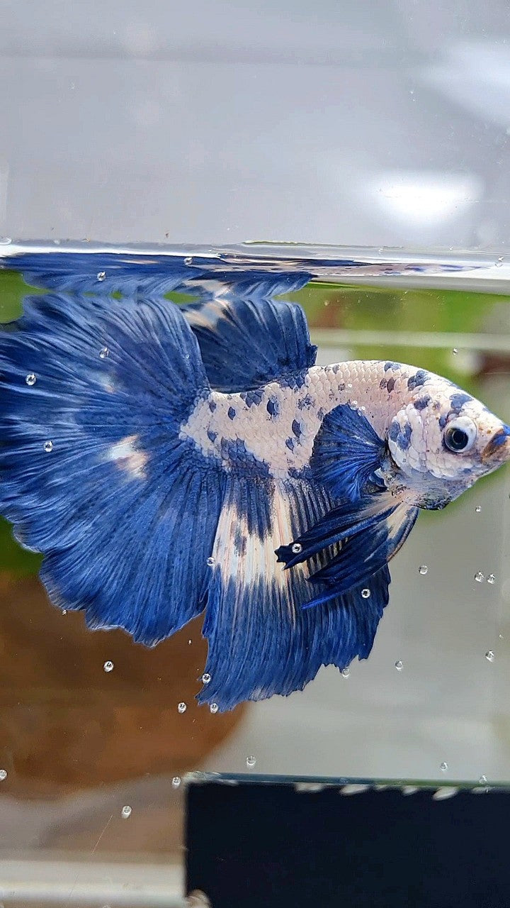 LUXURY HALFMOON ROSETAIL SUPER DOTS MARBLE BLUERIM BETTA FISH
