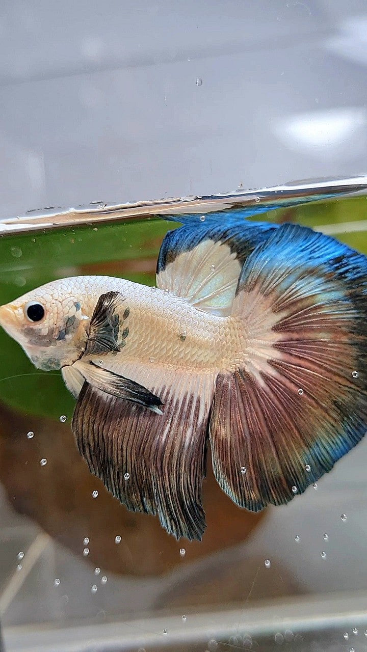 LUXURY HALFMOON ROSETAIL COPPER RIM BICOLOR BETTA FISH