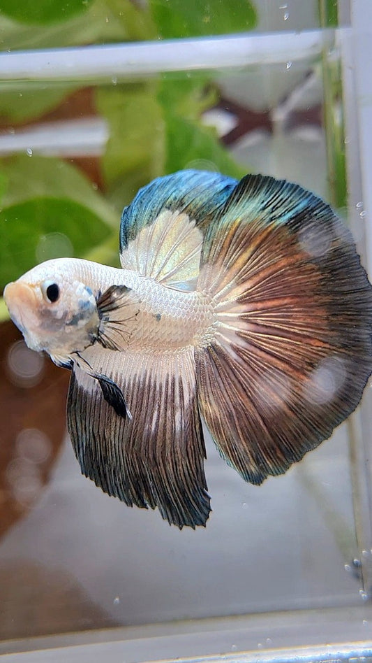 LUXURY HALFMOON ROSETAIL COPPER RIM BICOLOR BETTA FISH