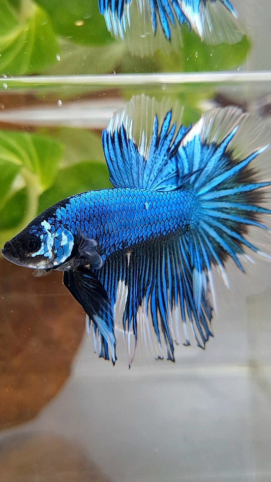 HALFMOON ROSETAIL BLUE GREEN METTALIC BUTTERFLY BETTA FISH