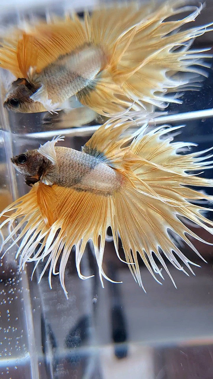 CROWNTAIL DUMBO EAR GOLDEN COPPER WASH BETTA FISH
