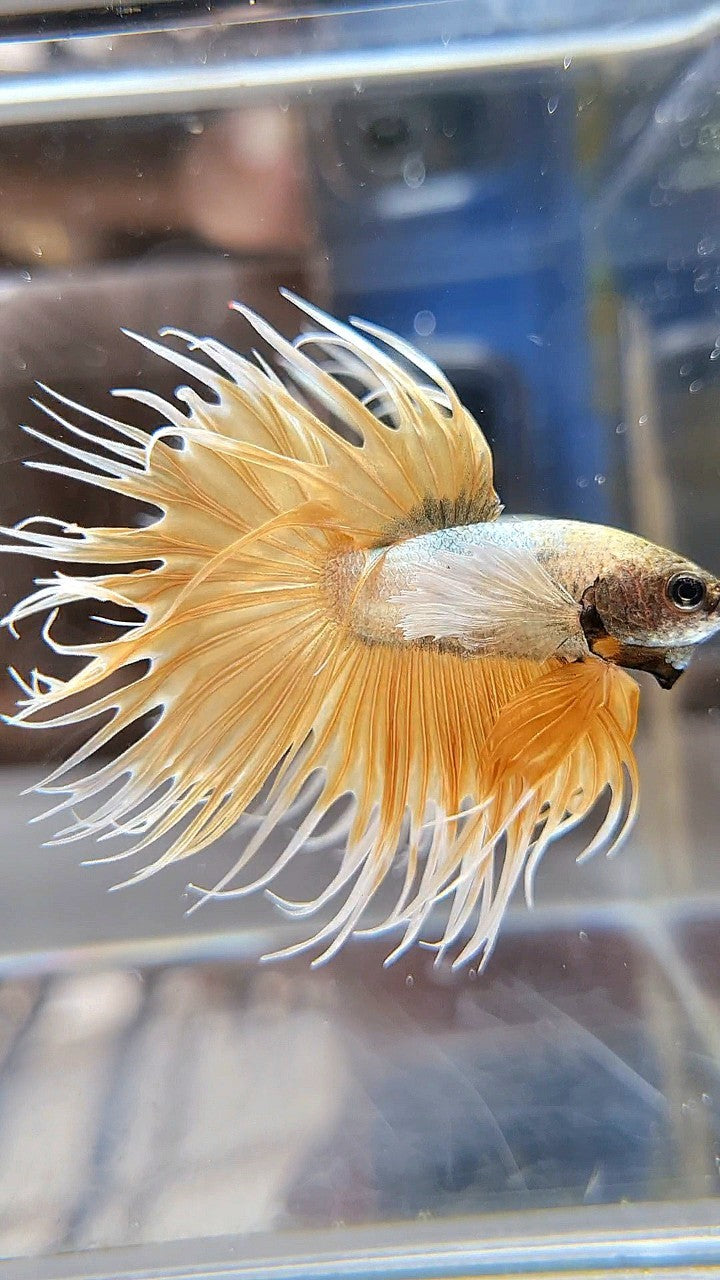 CROWNTAIL DUMBO EAR GOLDEN COPPER WASH BETTA FISH