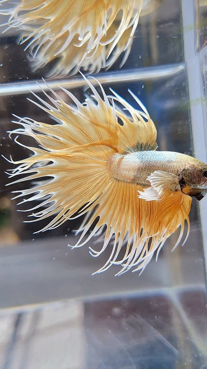 CROWNTAIL DUMBO EAR GOLDEN COPPER WASH BETTA FISH