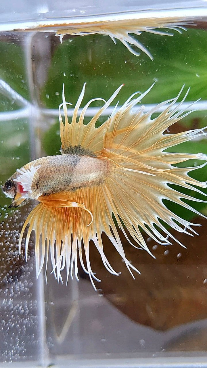 CROWNTAIL DUMBO EAR GOLDEN COPPER WASH BETTA FISH