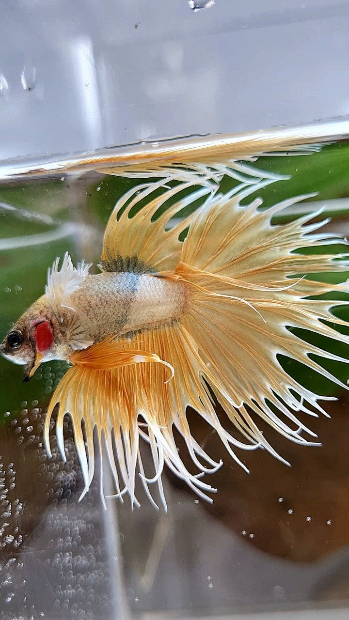 CROWNTAIL DUMBO EAR GOLDEN COPPER WASH BETTA FISH