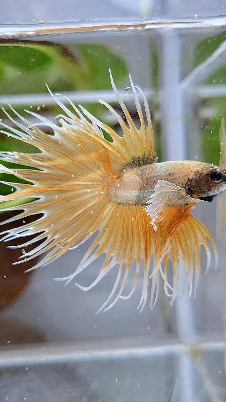 CROWNTAIL DUMBO EAR GOLDEN COPPER WASH BETTA FISH