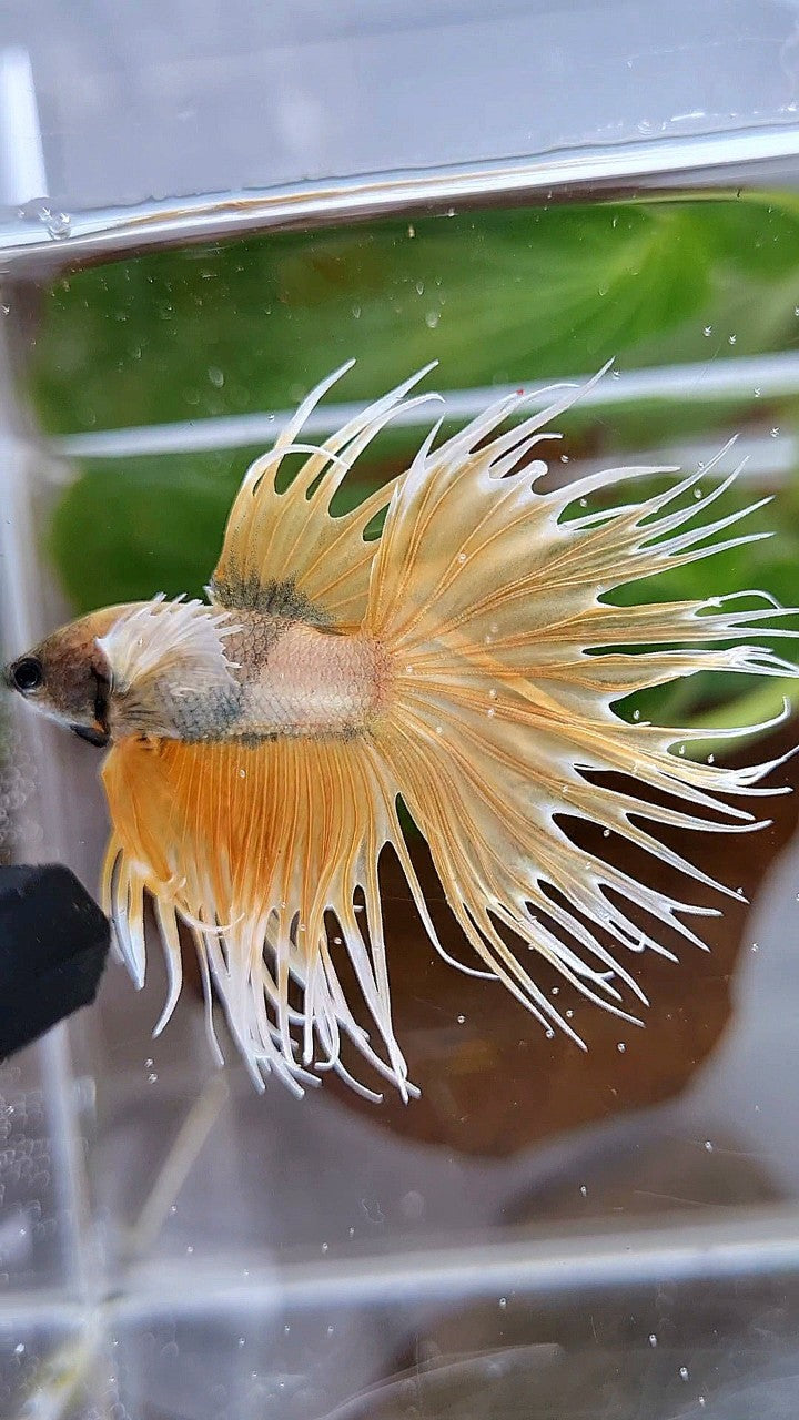 CROWNTAIL DUMBO EAR GOLDEN COPPER WASH BETTA FISH