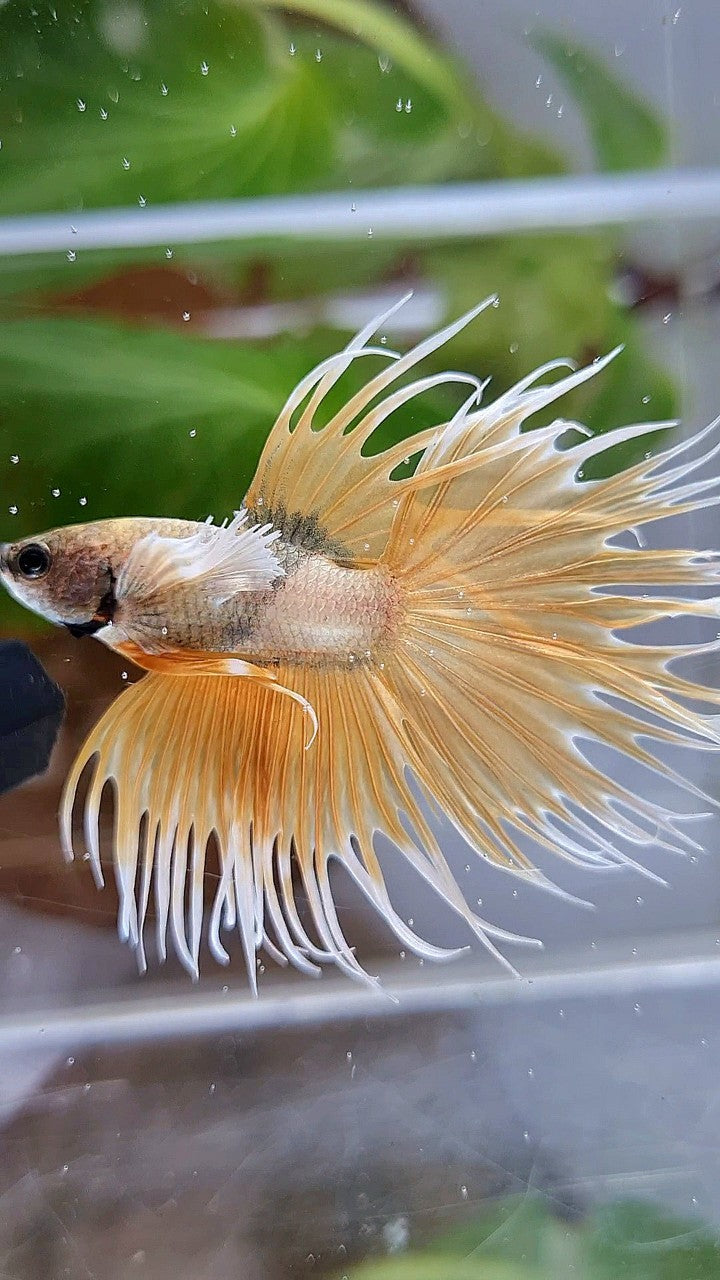 CROWNTAIL DUMBO EAR GOLDEN COPPER WASH BETTA FISH