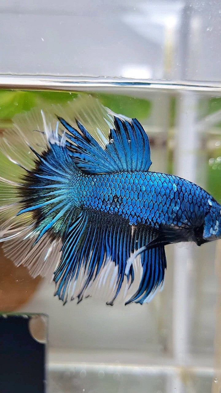 HALFMOON ROSETAIL BLUE GREEN METTALIC BUTTERFLY BETTA FISH