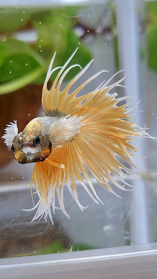 CROWNTAIL DUMBO EAR GOLDEN COPPER WASH BETTA FISH