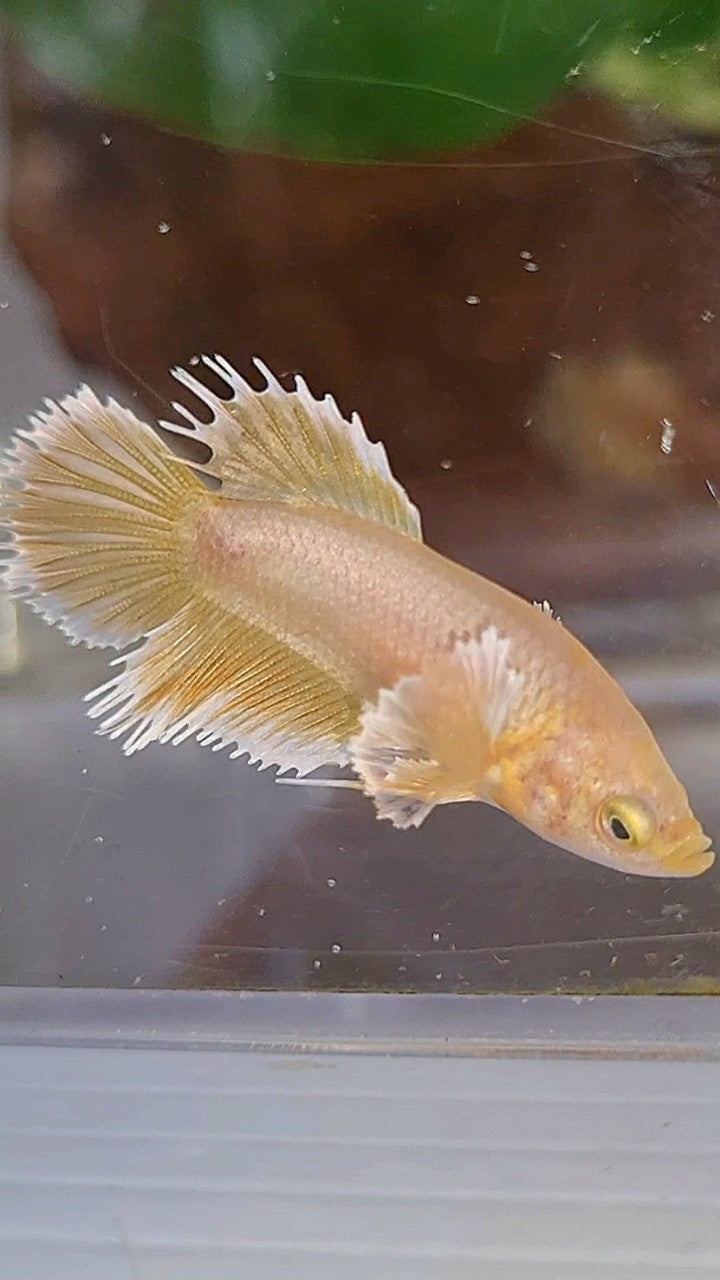 FEMALE CROWNTAIL DUMBO EAR GOLD BETTA FISH