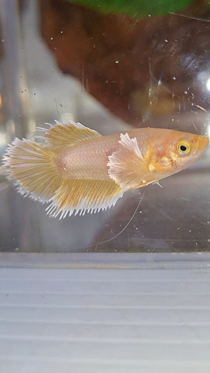 FEMALE CROWNTAIL DUMBO EAR GOLD BETTA FISH