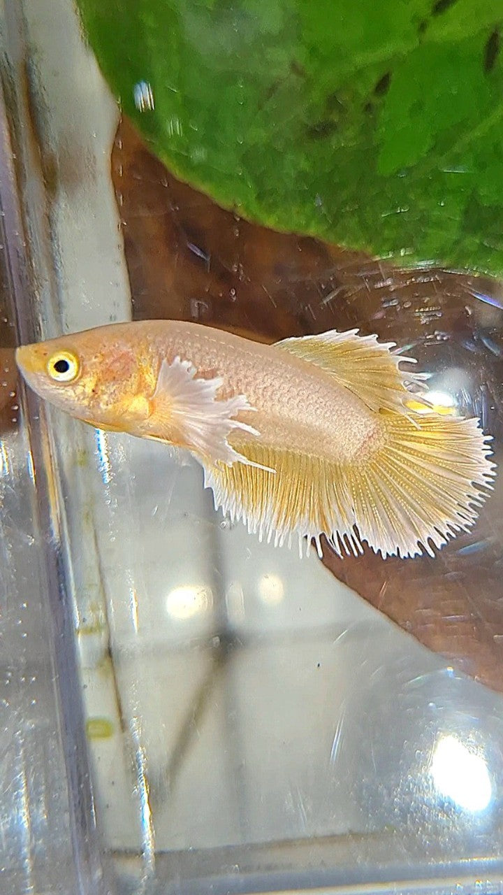 FEMALE CROWNTAIL DUMBO EAR GOLD BETTA FISH