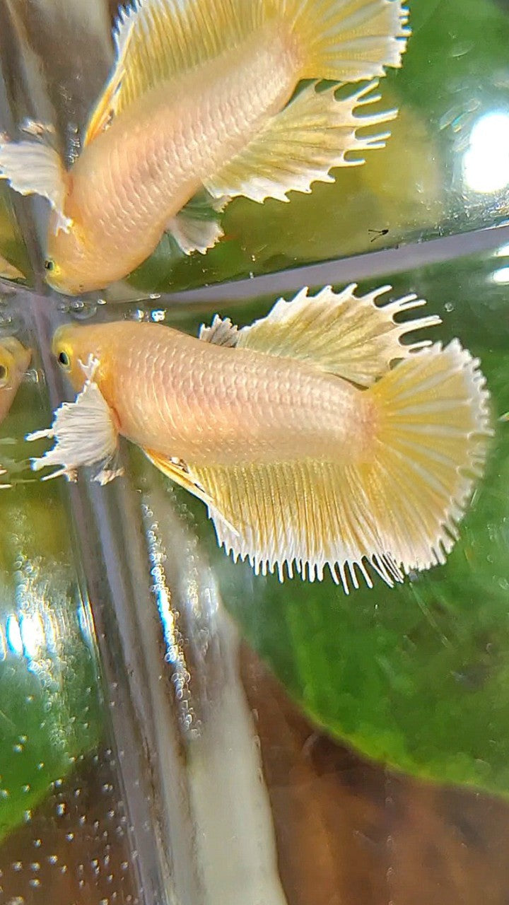 FEMALE CROWNTAIL DUMBO EAR GOLD BETTA FISH