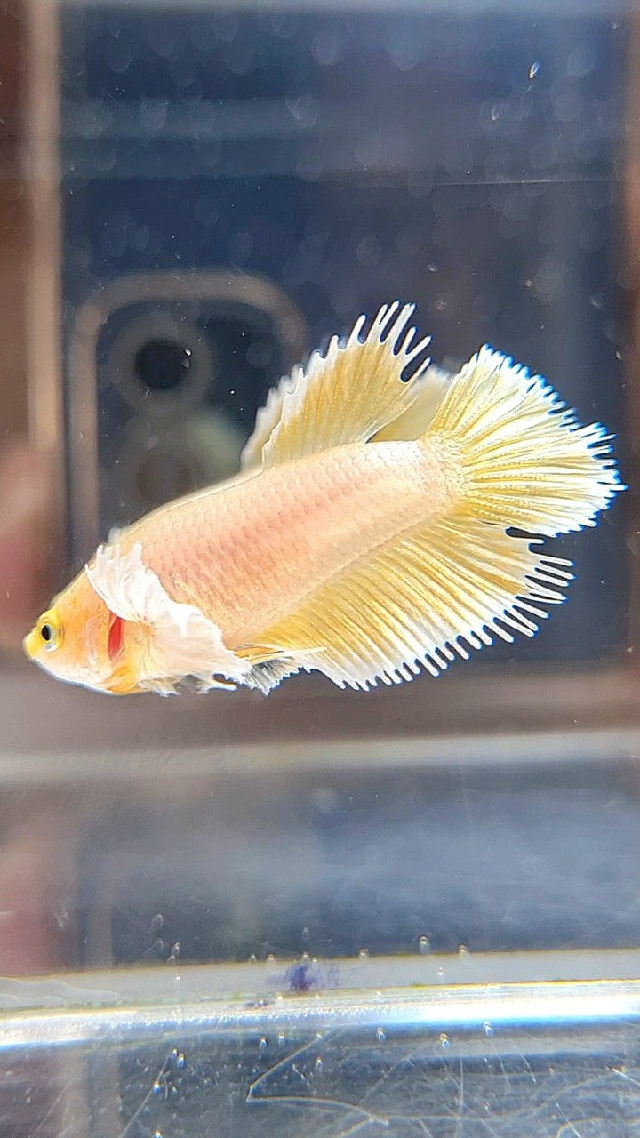 FEMALE CROWNTAIL DUMBO EAR GOLD BETTA FISH