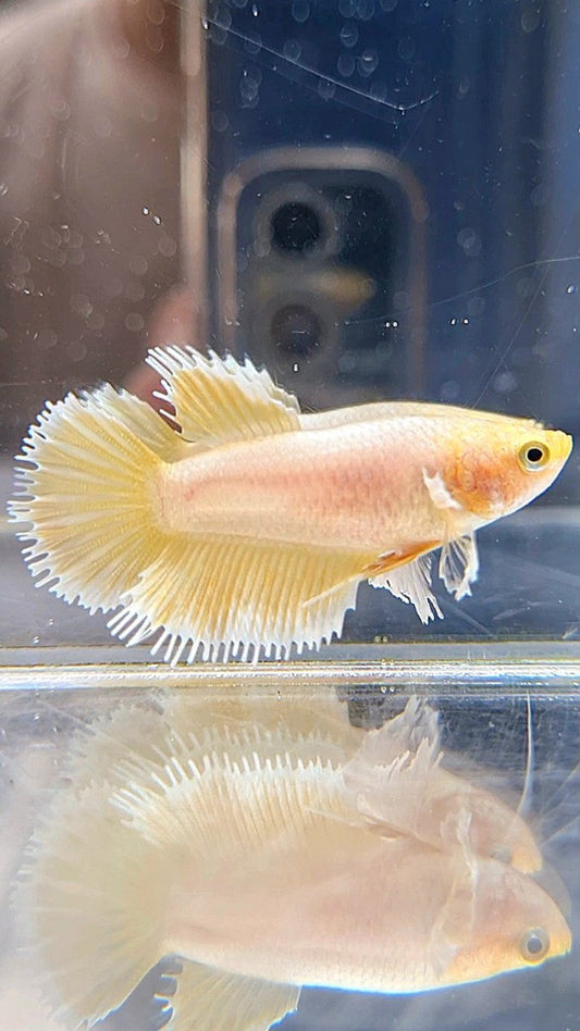 FEMALE CROWNTAIL DUMBO EAR GOLD BETTA FISH