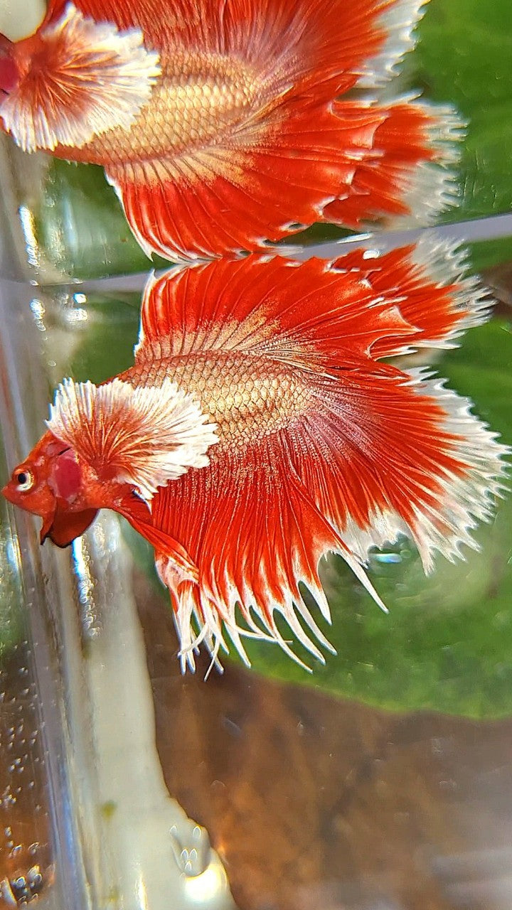 HALFMOON DOUBLE TAIL DUMBO EAR CROWNTAIL ROSEGOLD RED BETTA FISH