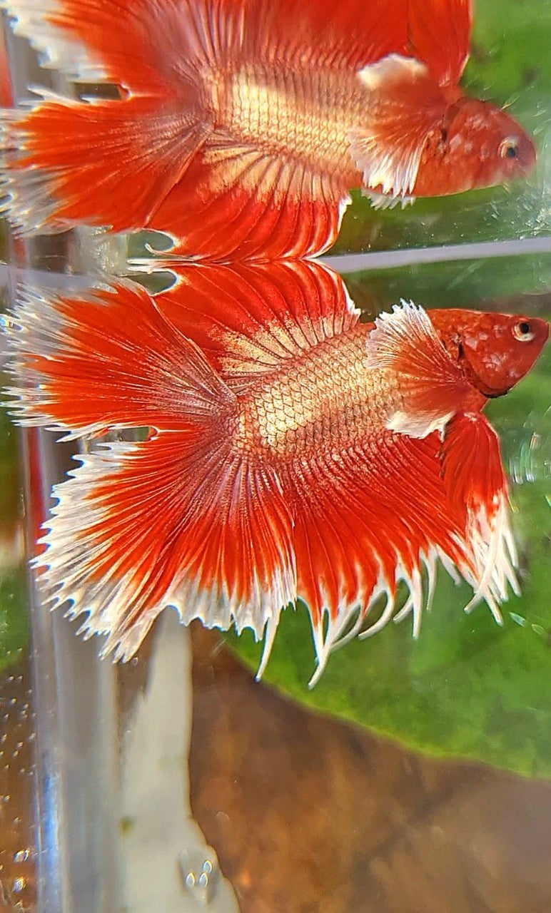 HALFMOON DOUBLE TAIL DUMBO EAR CROWNTAIL ROSEGOLD RED BETTA FISH