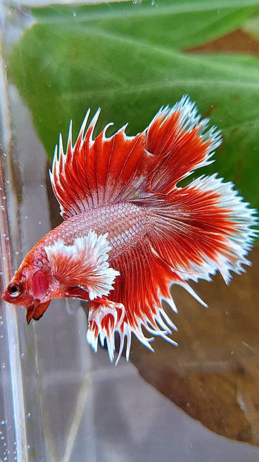 HALFMOON DOUBLE TAIL DUMBO EAR CROWNTAIL ROSEGOLD RED BETTA FISH