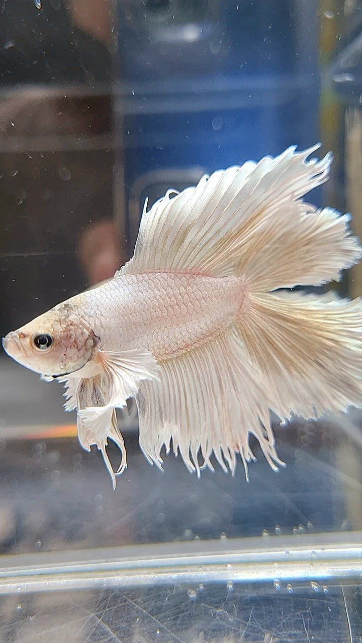 HALFMOON DOUBLE TAIL DUMBO EAR WHITE BETTA FISH