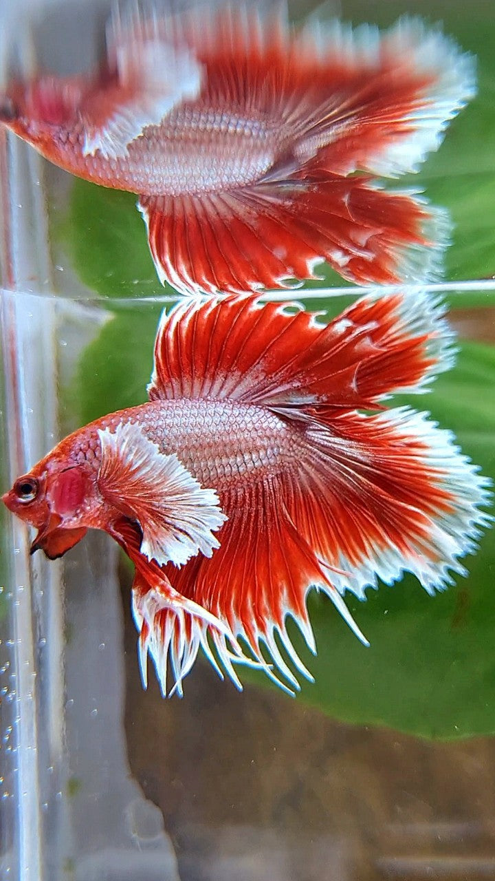 HALFMOON DOUBLE TAIL DUMBO EAR CROWNTAIL ROSEGOLD RED BETTA FISH