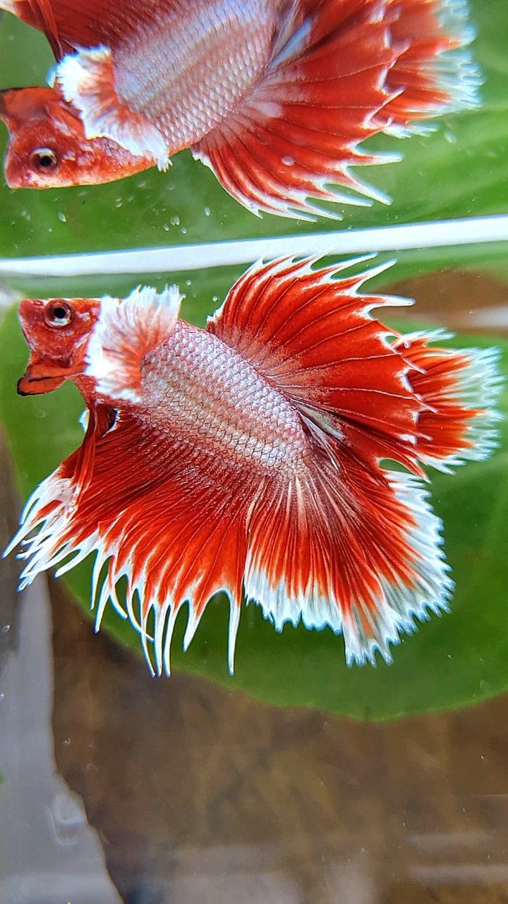 HALFMOON DOUBLE TAIL DUMBO EAR CROWNTAIL ROSEGOLD RED BETTA FISH
