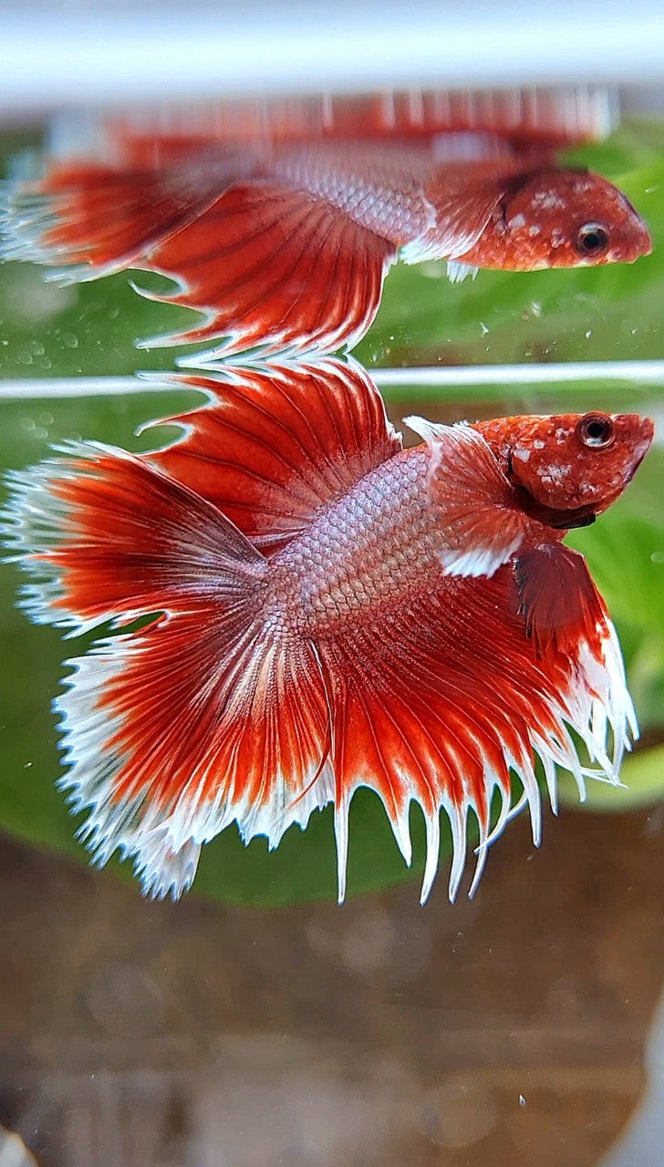 HALFMOON DOUBLE TAIL DUMBO EAR CROWNTAIL ROSEGOLD RED BETTA FISH
