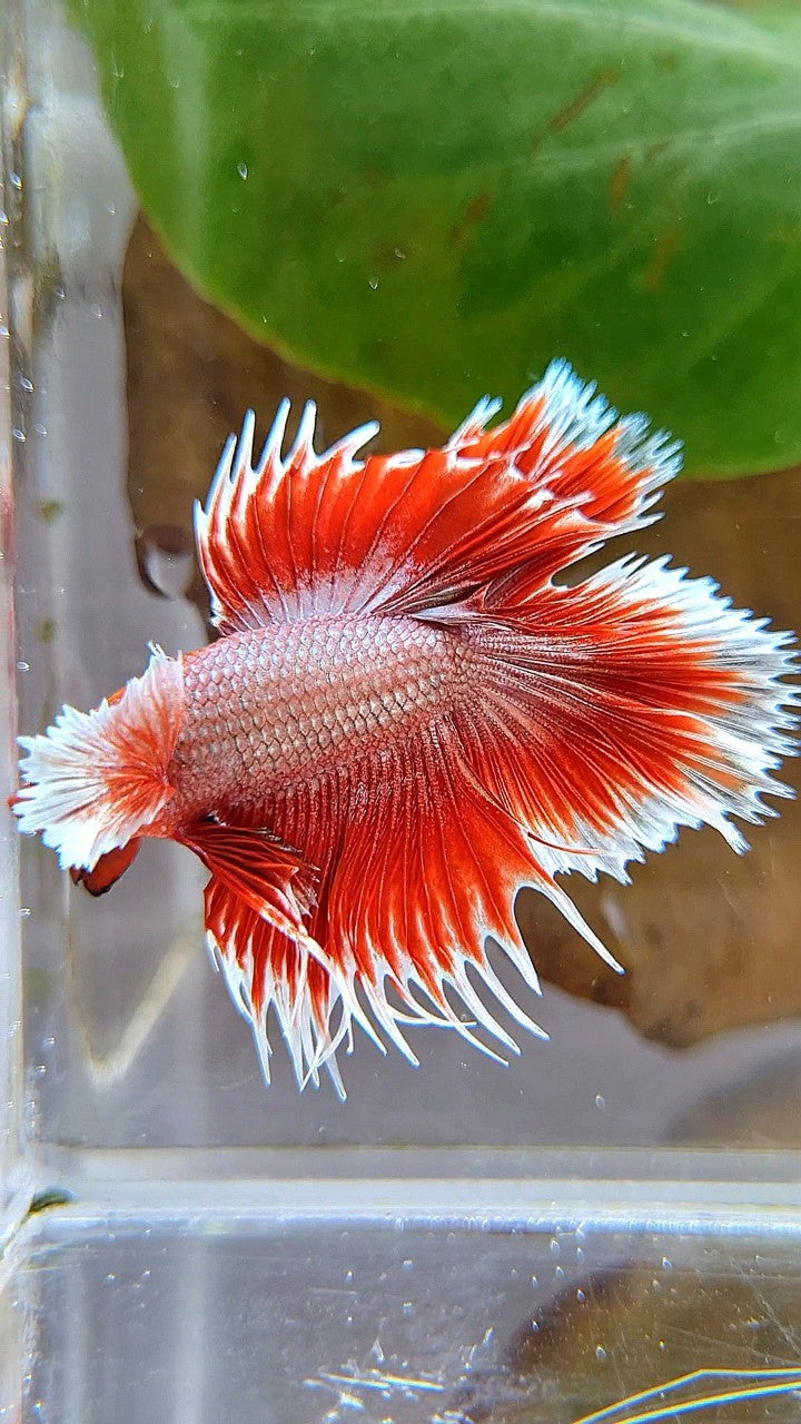 HALFMOON DOUBLE TAIL DUMBO EAR CROWNTAIL ROSEGOLD RED BETTA FISH