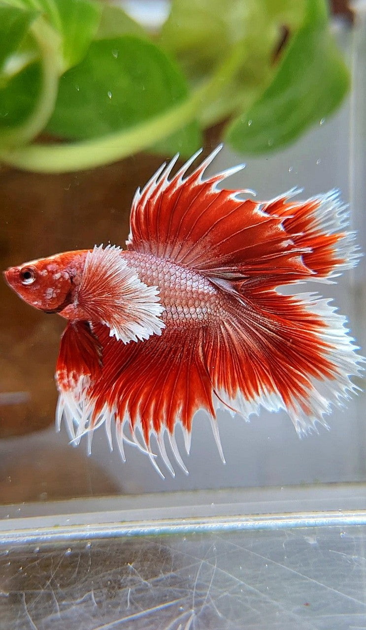 HALFMOON DOUBLE TAIL DUMBO EAR CROWNTAIL ROSEGOLD RED BETTA FISH