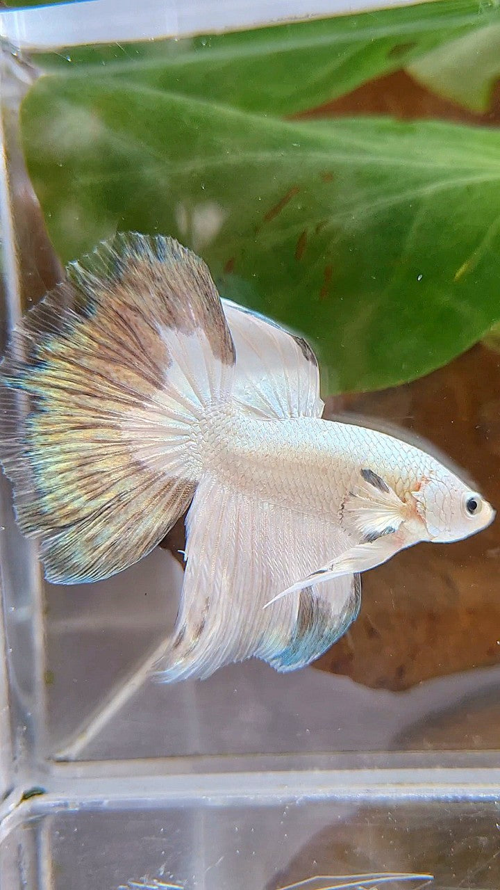 HALFMOON COPPER RIM BUTTERFLY BETTA FISH
