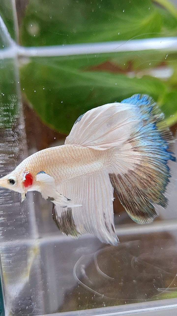 HALFMOON COPPER RIM BUTTERFLY BETTA FISH