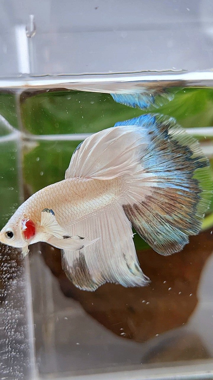 HALFMOON COPPER RIM BUTTERFLY BETTA FISH