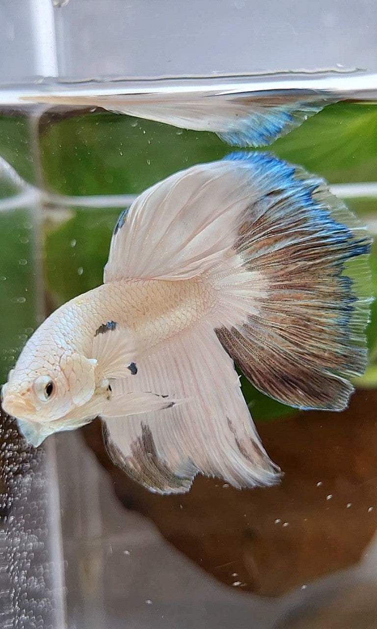 HALFMOON COPPER RIM BUTTERFLY BETTA FISH