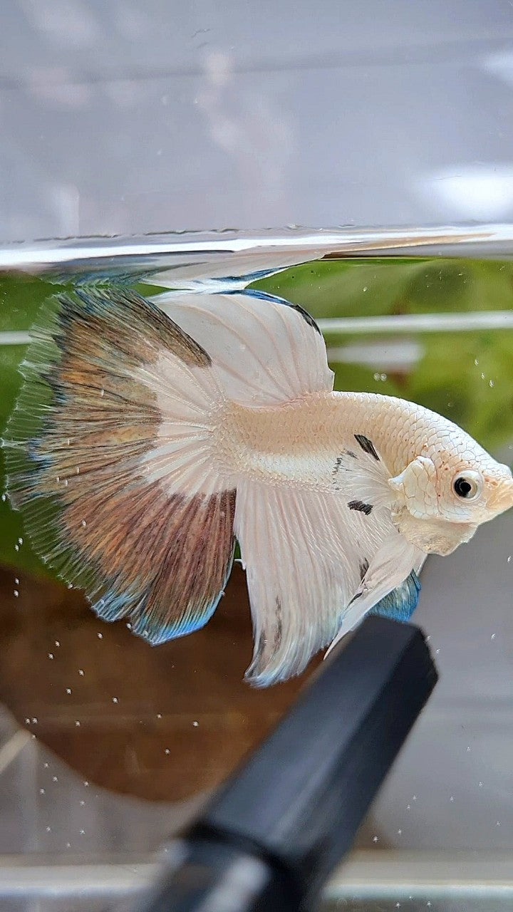 HALFMOON COPPER RIM BUTTERFLY BETTA FISH