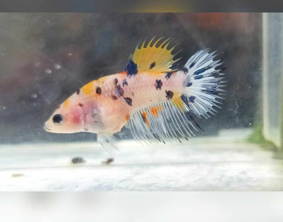 2 FEMALE CROWNTAIL MULTICOLOR BETTA FISH