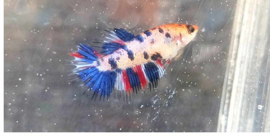 2 FEMALE CROWNTAIL MULTICOLOR BETTA FISH