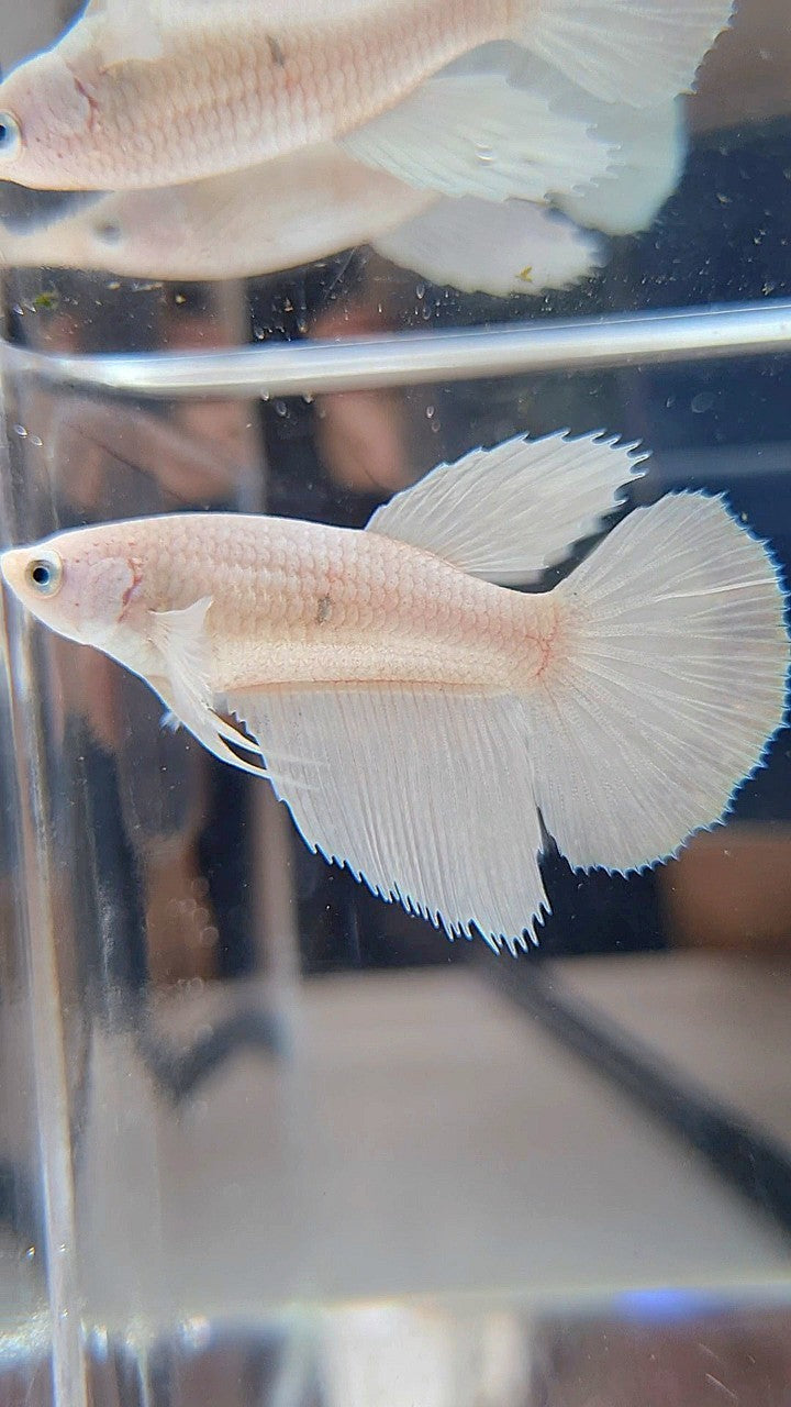 FEMALE HALFMOON BIG EAR WHITE PLATINUM BETTA FISH