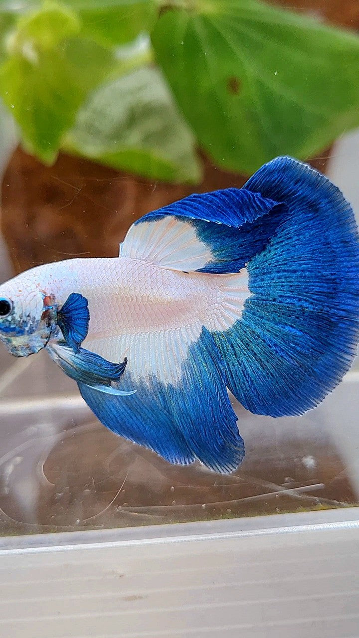 LUXURY HALFMOON ROSETAIL BLUE RIM BUTTERFLY BETTA FISH