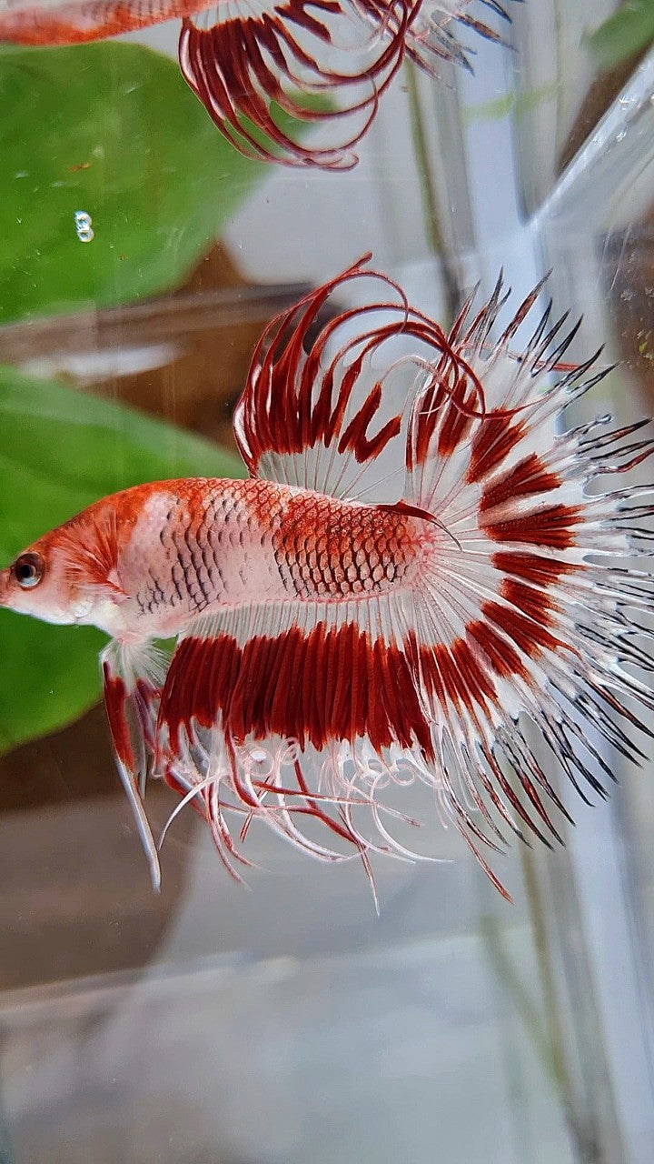 CROWNTAIL HALFSUN AOC RED PATTERN CELLOPHANE UNIQUE BETTA FISH