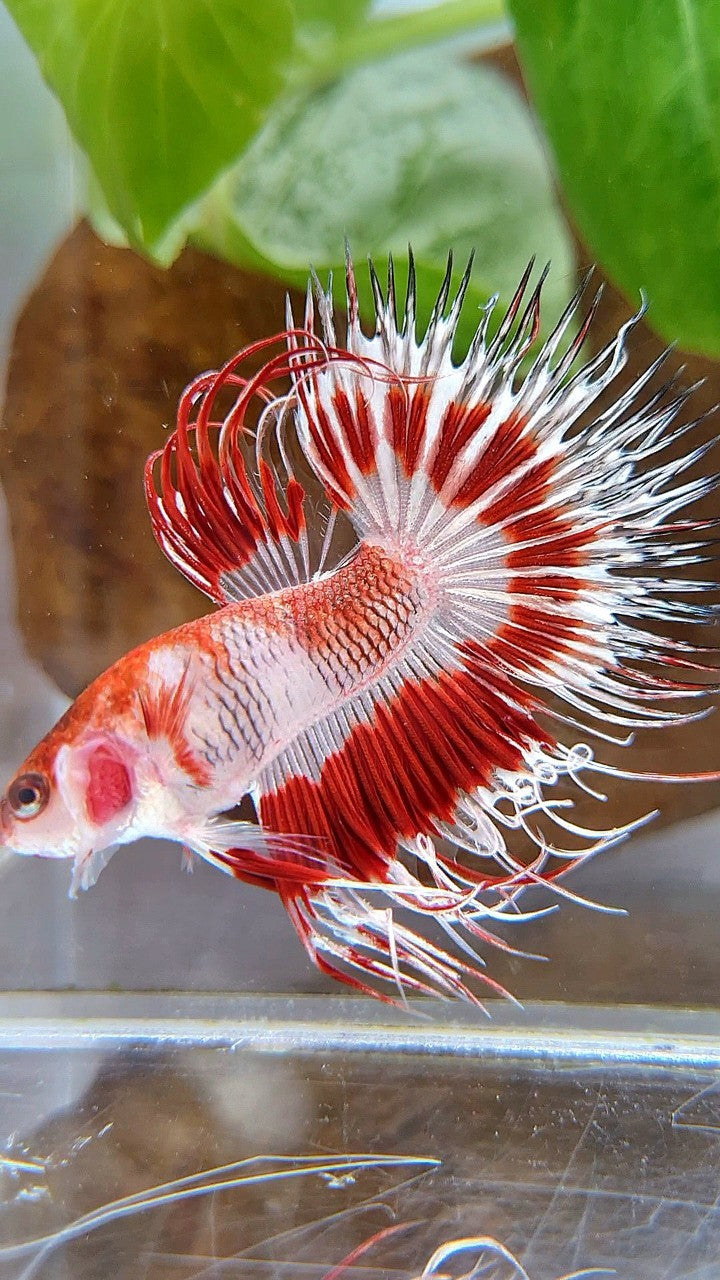 CROWNTAIL HALFSUN AOC RED PATTERN CELLOPHANE UNIQUE BETTA FISH