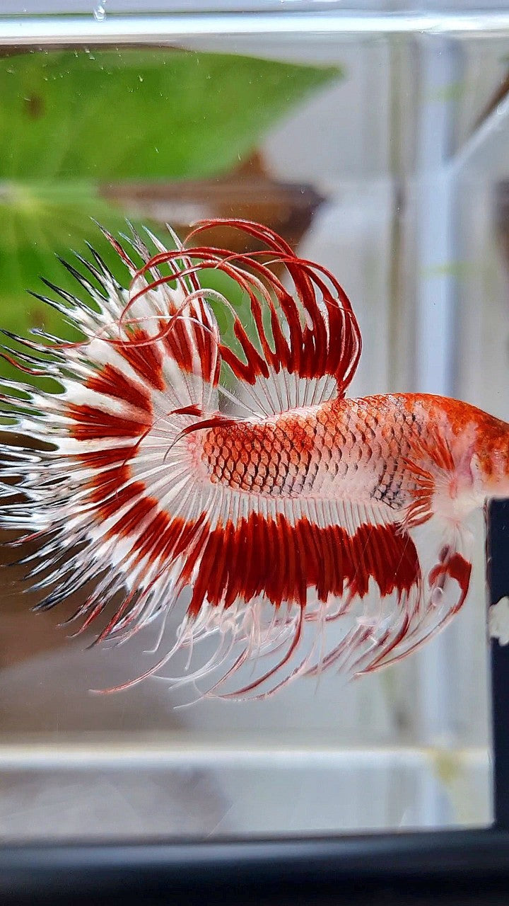 CROWNTAIL HALFSUN AOC RED PATTERN CELLOPHANE UNIQUE BETTA FISH