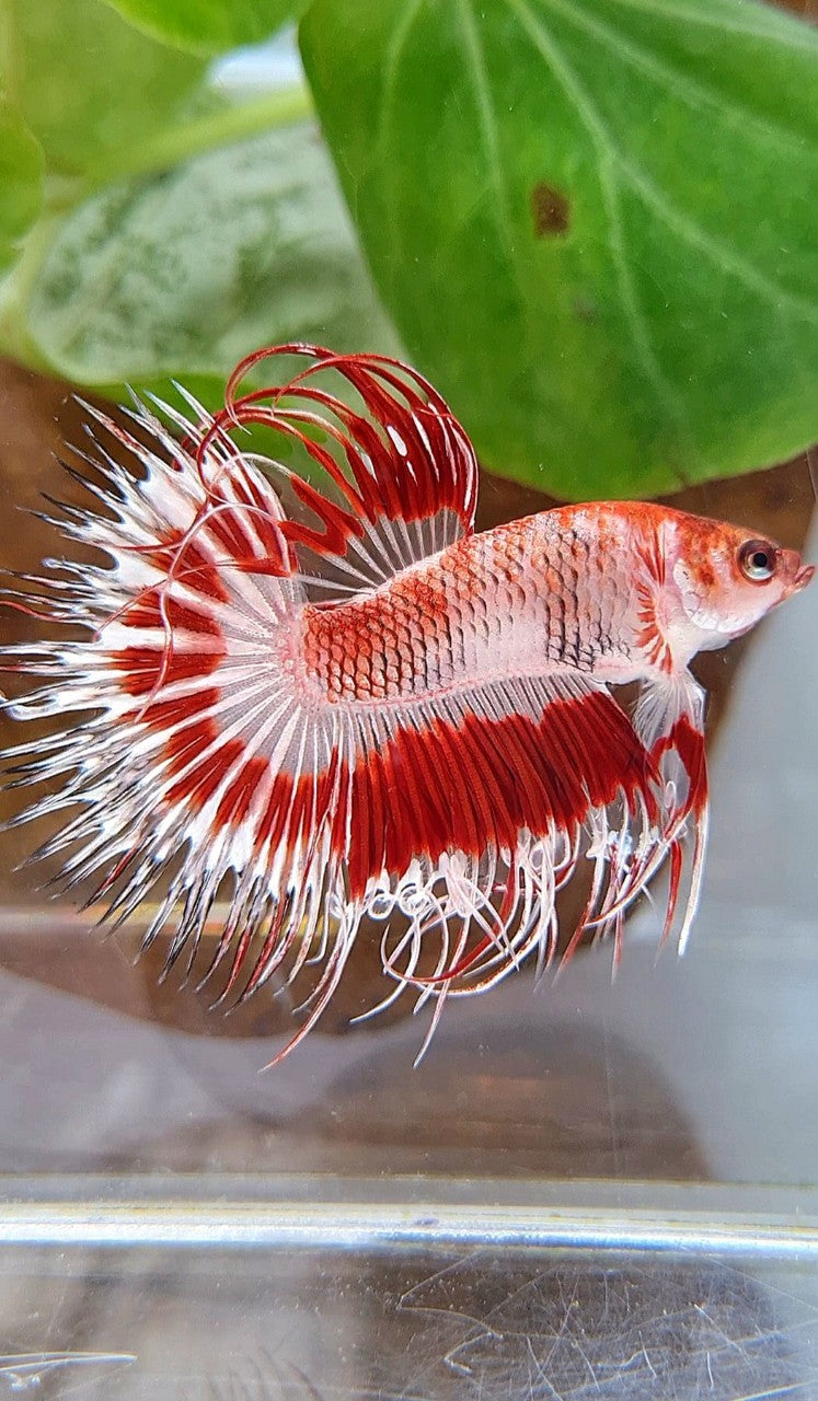 CROWNTAIL HALFSUN AOC RED PATTERN CELLOPHANE UNIQUE BETTA FISH