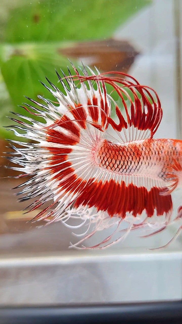 CROWNTAIL HALFSUN AOC RED PATTERN CELLOPHANE UNIQUE BETTA FISH