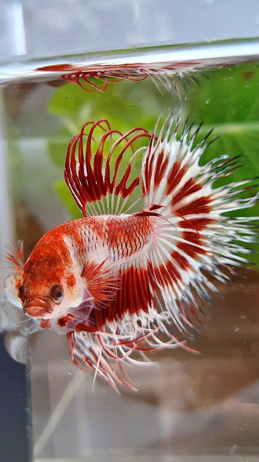 CROWNTAIL HALFSUN AOC RED PATTERN CELLOPHANE UNIQUE BETTA FISH