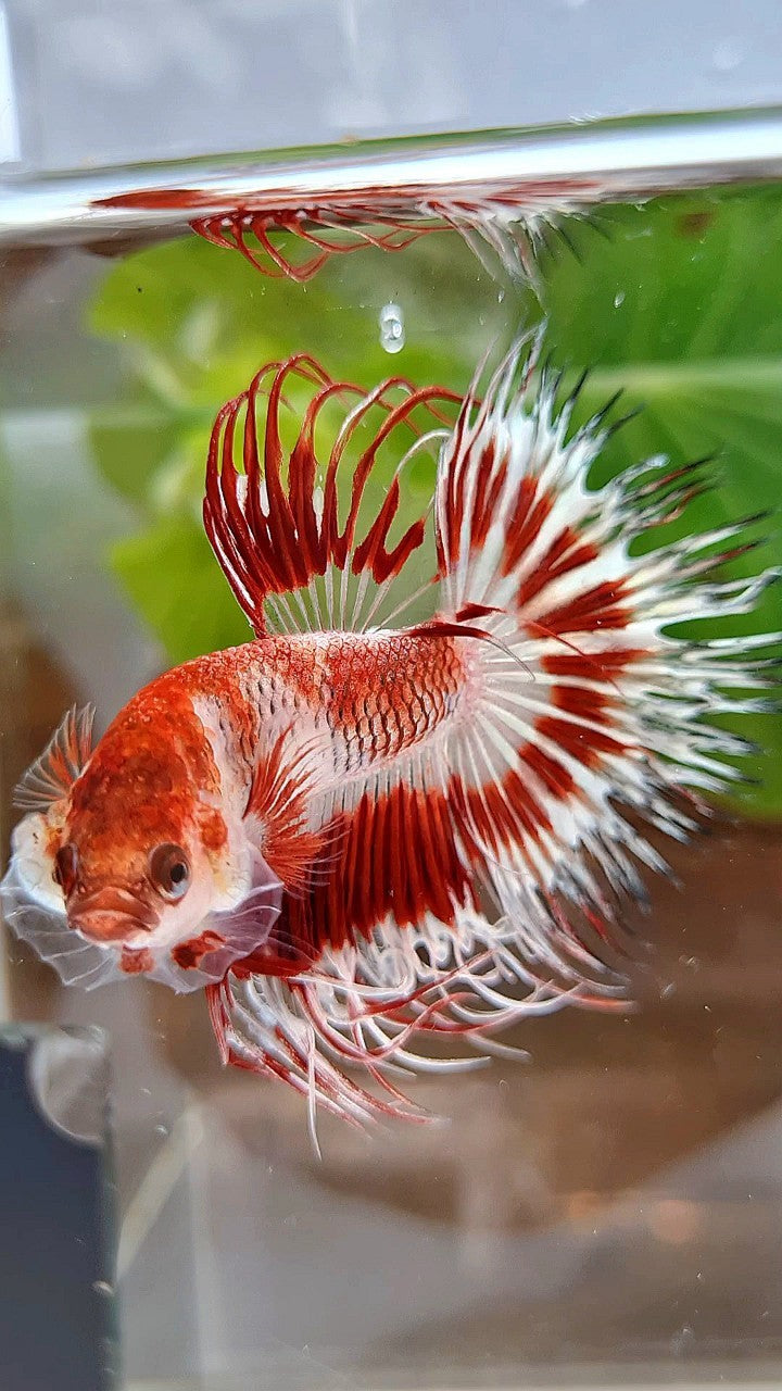 CROWNTAIL HALFSUN AOC RED PATTERN CELLOPHANE UNIQUE BETTA FISH